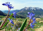 02 Scilla bifolia (Scilla silvestre) con vista in Alben